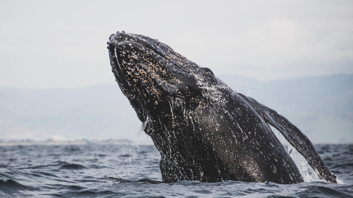 Una ballena gris en el océano. | Pexels / Andre Estevez